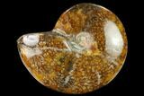 Polished Ammonite (Cleoniceras) Fossil - Madagascar #166672-1